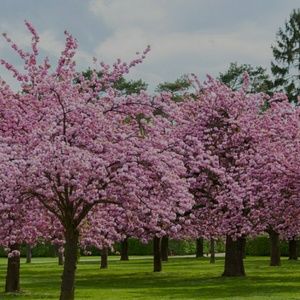 Meet your Posher, Quy